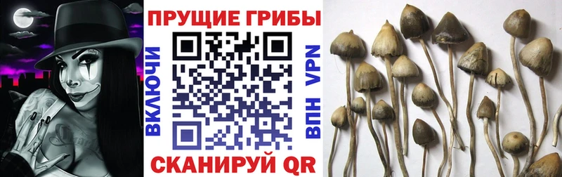 Галлюциногенные грибы прущие грибы  хочу   Дрезна 